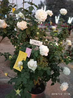 bankura district flowers show BANKURA DISTRICT FLOWER SHOW AND COMPETITION 2019, bankura district's beauty, Bankura district flower show, puspo mela bankura,