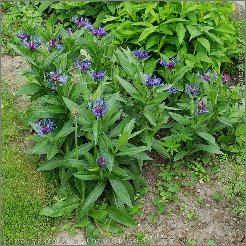 Centaurea montana - Chaber górski