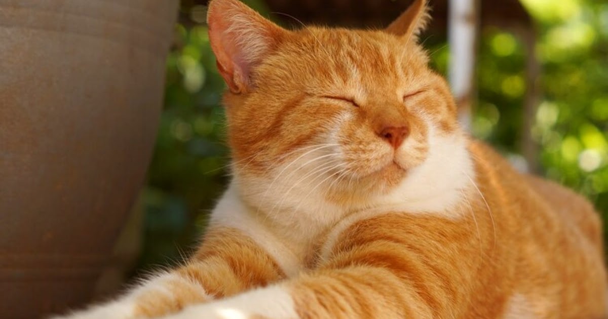 Burdur Kedi Sağlığı Merkezi