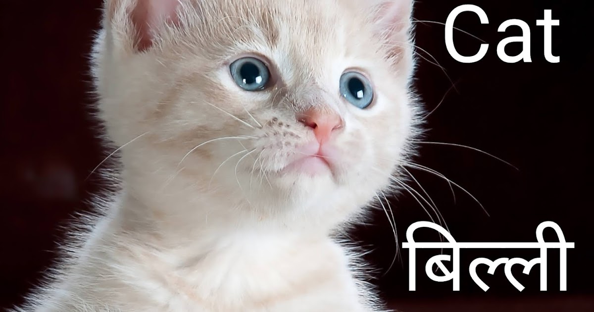 Animal names in Hindi - Hindi Alphabets