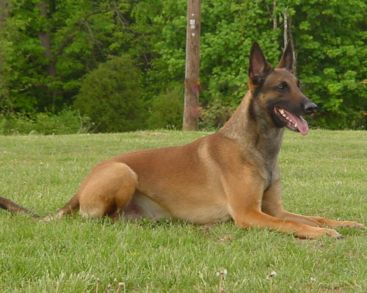 Belgian Malinois dogs - Pets Cute and Docile