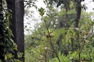 Photo of Among the Gaurs at Kotagiri 45/71 by Balachandra