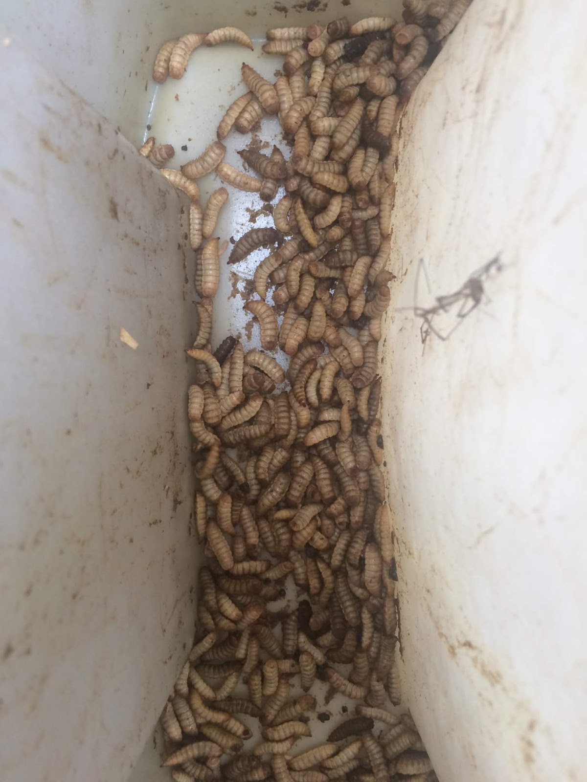 We Love Texas: Grubs