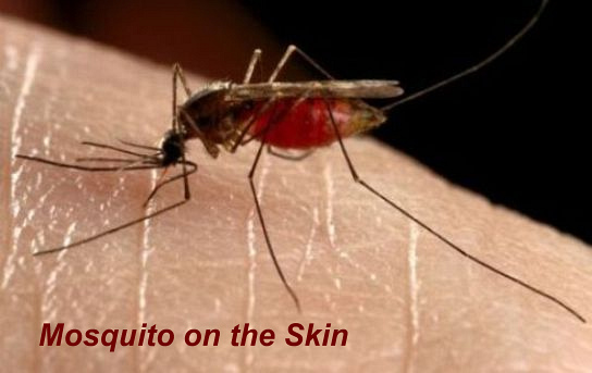 Mosquito On The Skin
