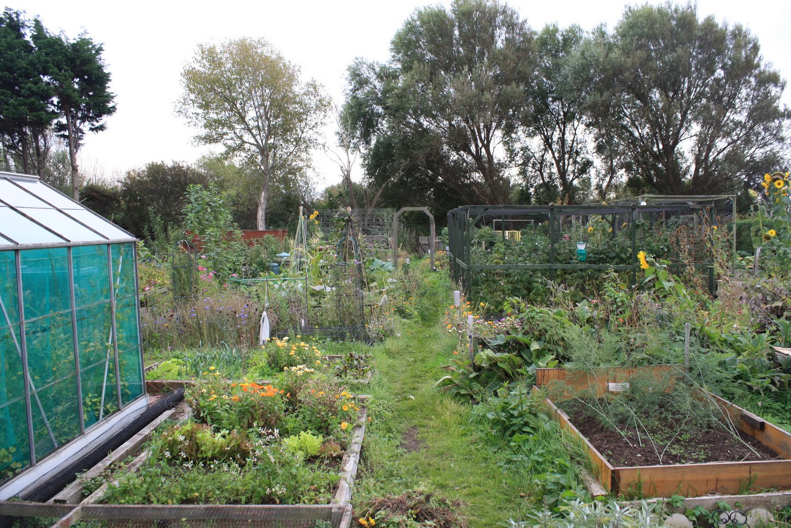 Allotment 65 Potatoes dug up and Garlic planted