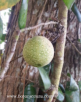 Ficus punctata