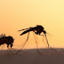 Τι είναι αυτό που προσελκύει περισσότερο τα κουνούπια και πώς μπορείτε να τα αποφύγετε;
