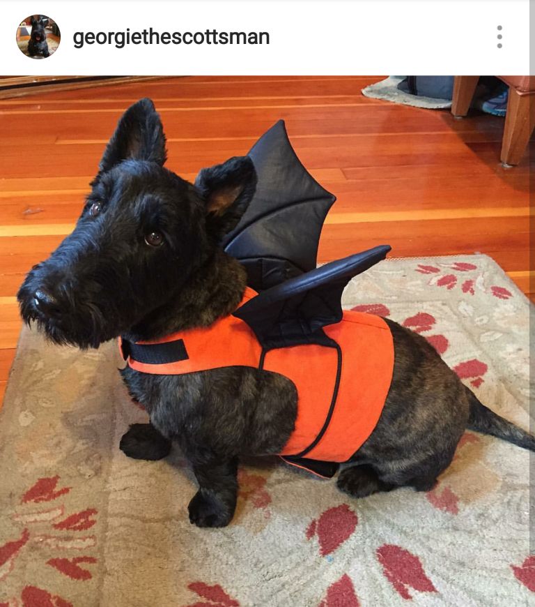 Scottie Mom 15 Scottish Terriers Rocking Costumes