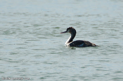 Cabussó emplomallat (Podiceps cristatus)