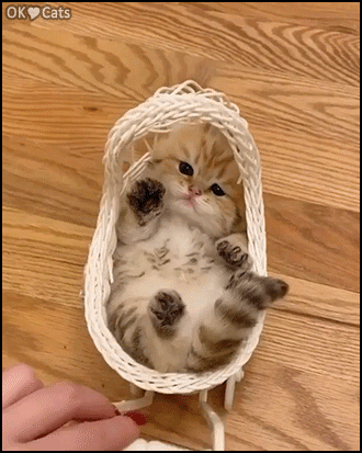Cute kitten GIF • When your adorable lying in his crib thinks he is a human baby [cat-gifs.com]