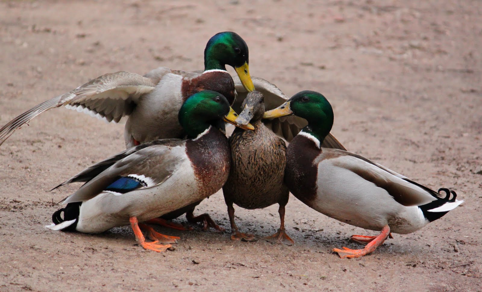 😂 Mallard Duck Mating Mallard — Ducks Unlimited Canada 2019 01 17 