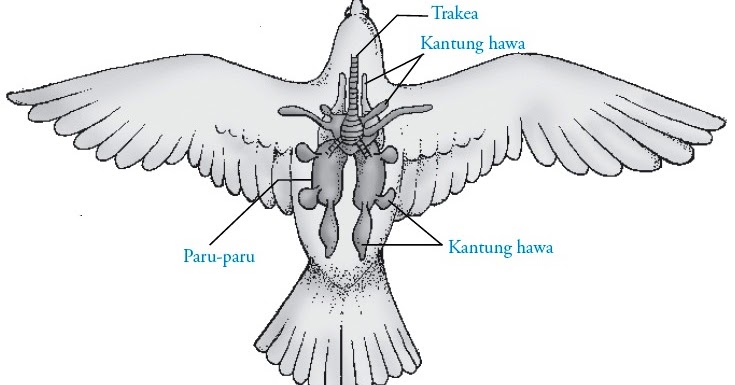 Pundi-pundi udara pada burung berfungsi untuk