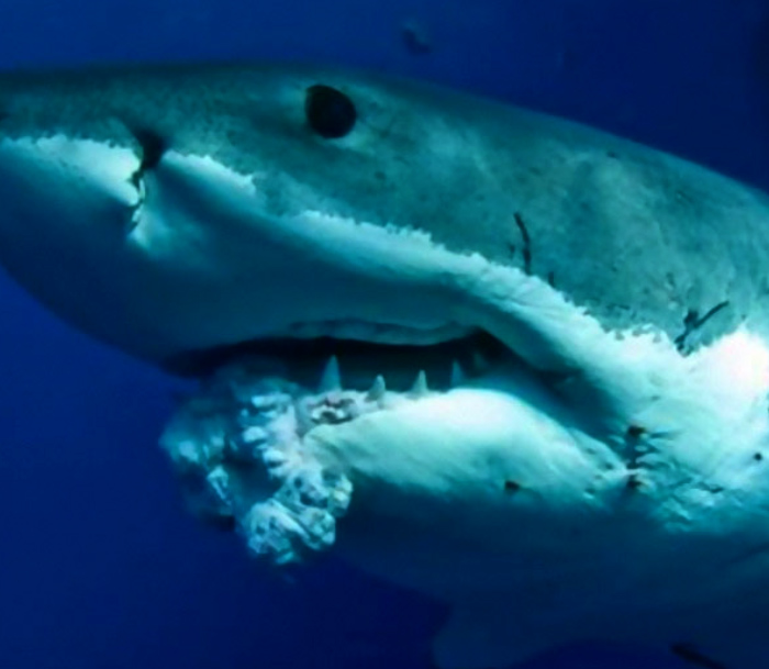Shark does not get cancer and tumors