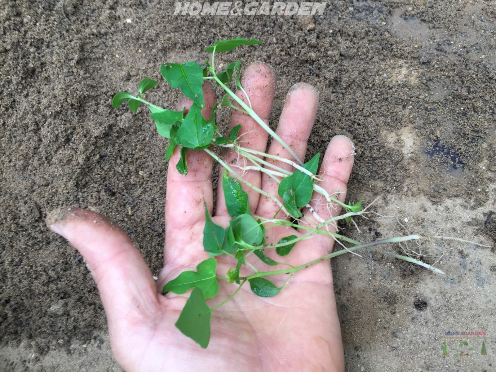 How To Grow Papaya From Seeds indoors