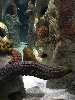 Fakieh Aquarium Jeddah