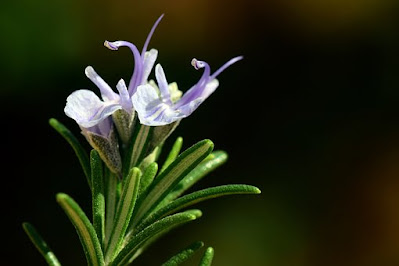 rosemary,daun rosemary,herbs