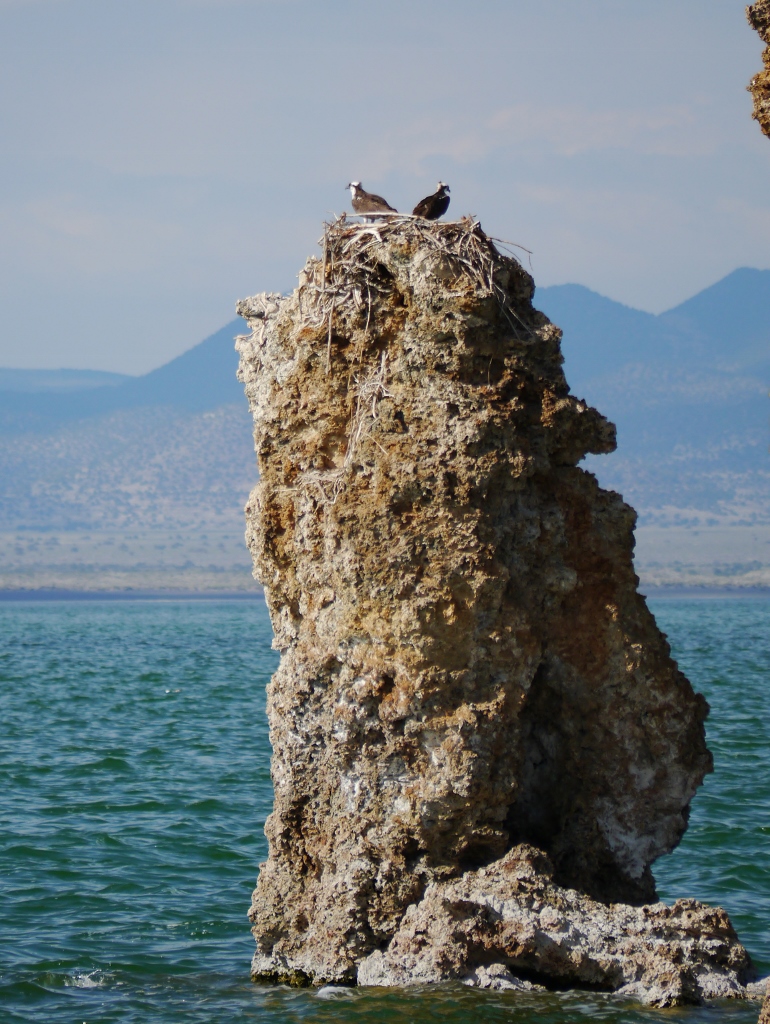 Yosemite National Park  Mono Lake Californie Tufa Osprey