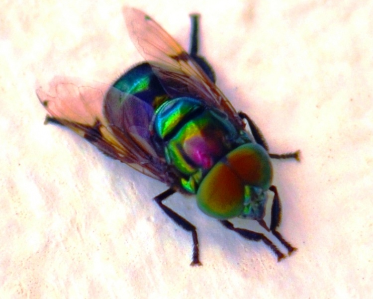 Themes of Parasitology Dermatobia hominis The Human Botfly