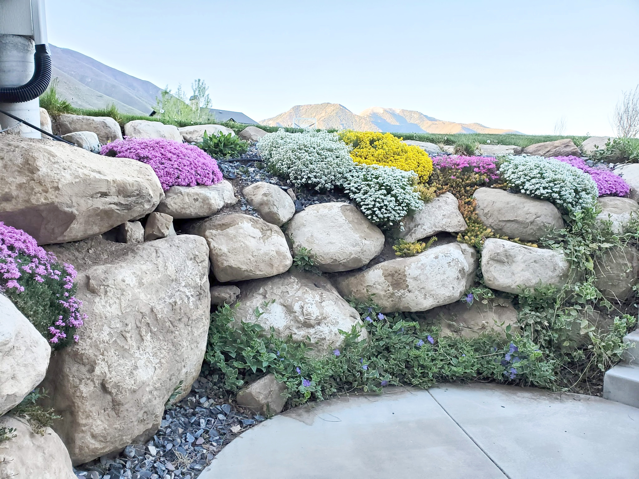 favorite spring flowering groundcover perennials for a rock wall or