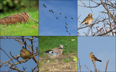 Birds at Cleaver Heath
