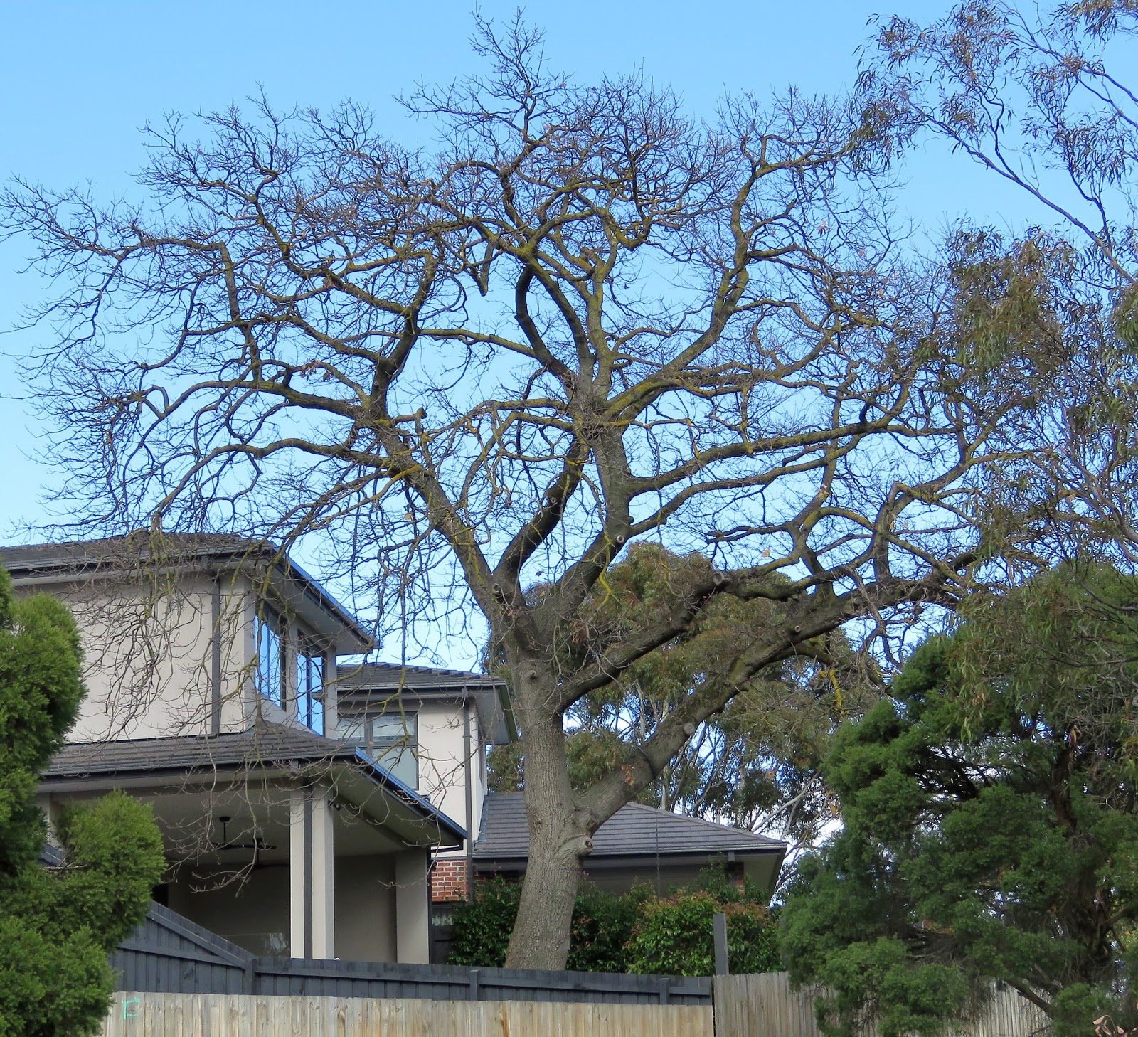 Evergreen deciduous oaks a mixed bag