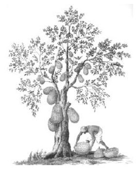Arti dan Contoh Psikotes Gambar Pohon Berkambium yang 