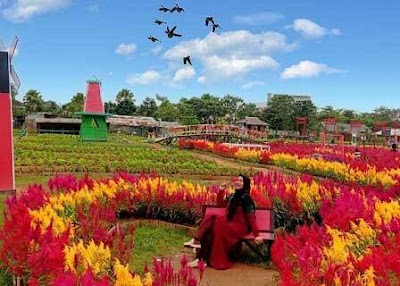 taman bunga celosia palembang