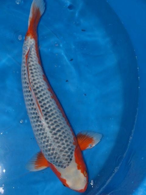 Jenis Ikan Koi yang Cocok Untuk di Taruh di Kolam Rumah Jenis Ikan Koi yang Cocok Untuk di Taruh di Kolam Rumah