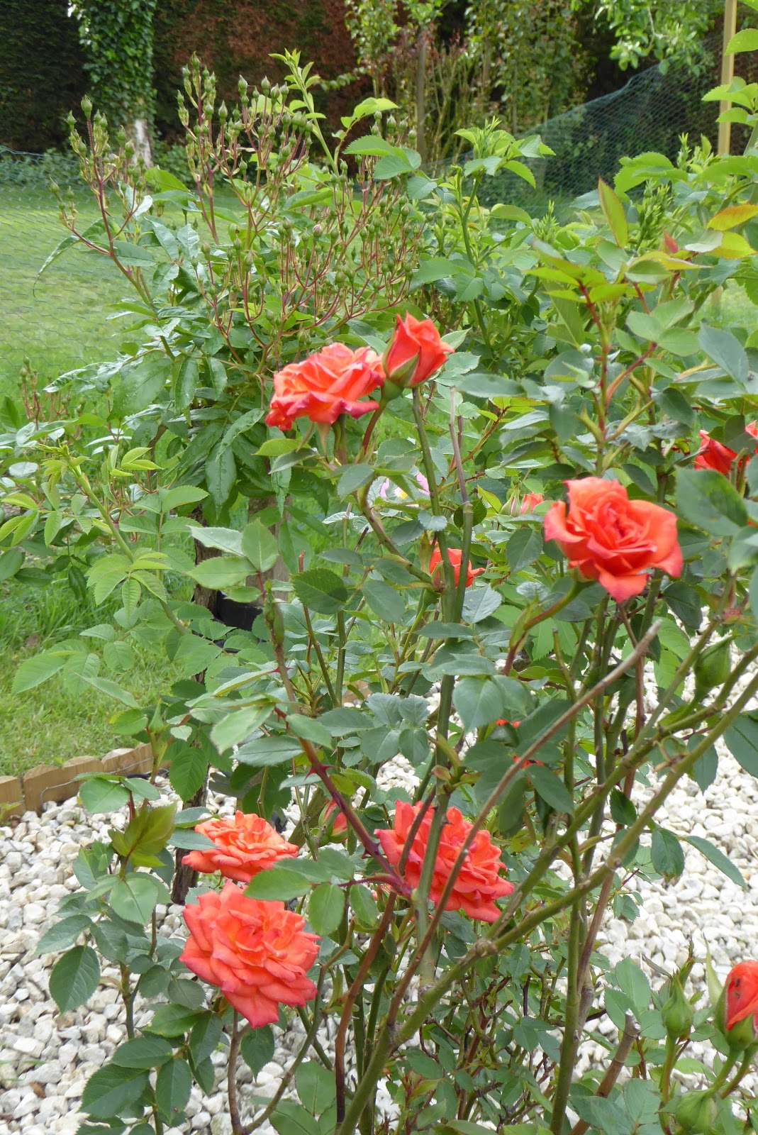 Susan Here There and Everywhere Roses Grow On You