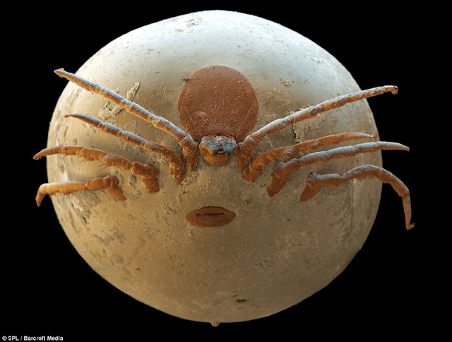 Synapse Science Magazine Weird And Wonderful Hidden Horrors pxn-v10-vs-v9-review-which-is-better-a-tribe-called-cars-48-off