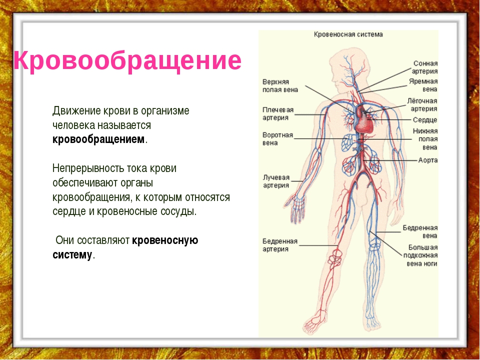 Основные органы кровообращения. Органы кровеносной системы человека 4 класс окружающий мир. Кровеносная система организма 3 класс. Кровеносная система человека схема 3 класс. Системы органов человека кровеносная система.