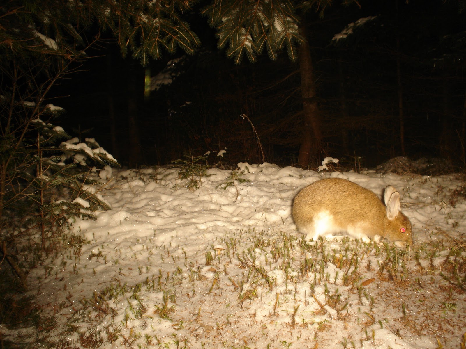 Remote Captures Snowshoe Hare changing color with the season