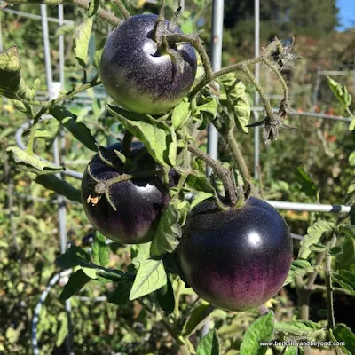purple tomatoes at Elizabeth F. Gamble Garden in Palo Alto, California