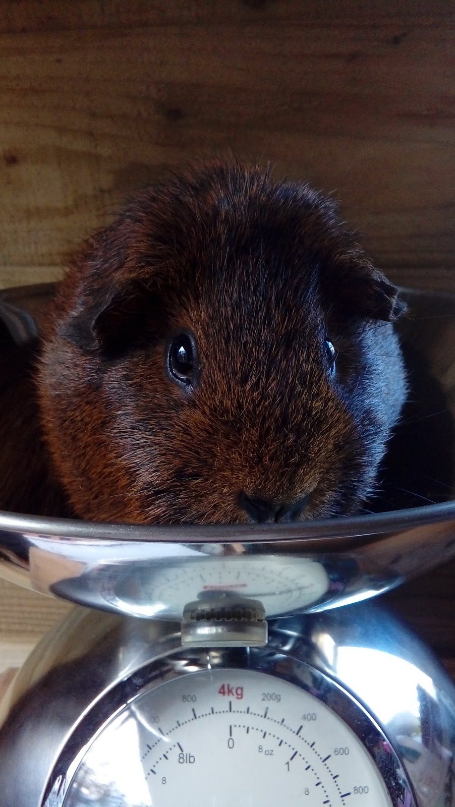 How to weigh a guinea pig(s) and why it is important