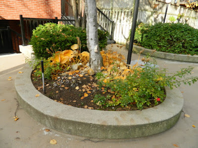 Downtown Courtyard Toronto Fall Cleanup Before by Paul Jung Gardening Services--a Toronto Gardening Services Company Downtown Courtyard Toronto Fall Cleanup Before by Paul Jung Gardening Services--a Toronto Gardening Services Company