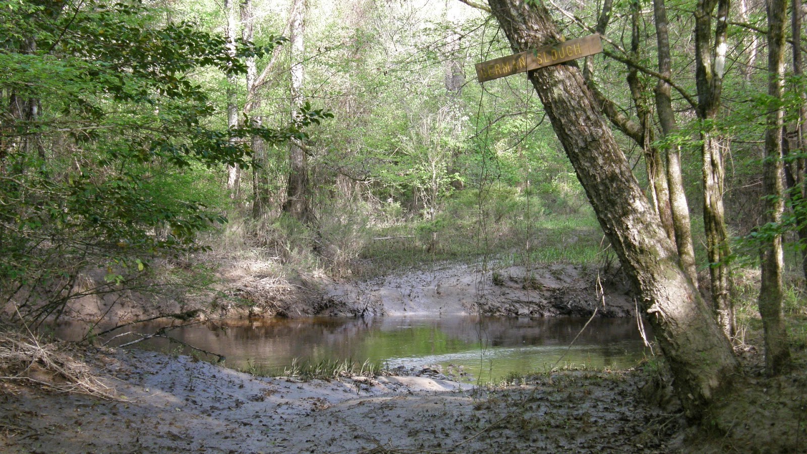Kints Bug City German Slough, Big Swamp, 31 March 2015