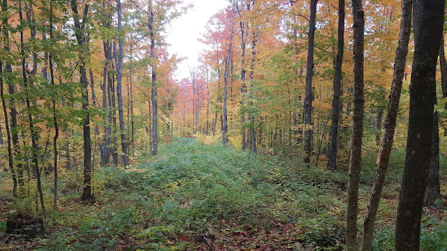Sentier pour le mont Chapman et Pic Bald