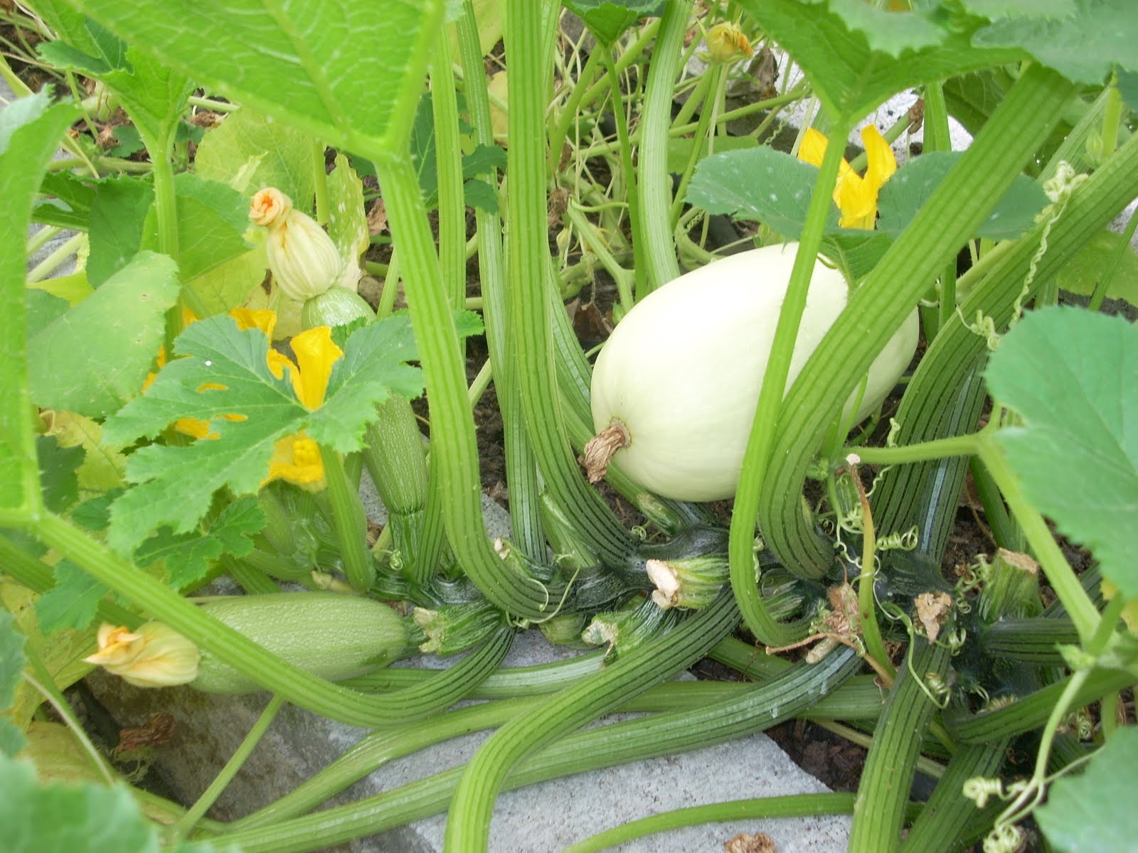 Nature Art Life by Wendy: Garden Update