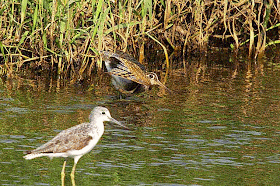 Painted Snipe , Spotted Greenshank, birds