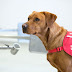 Κοροναϊός: Κι όμως, οι… σκύλοι κάνουν ακριβέστερη διάγνωση από τα rapid test τύπου LFT