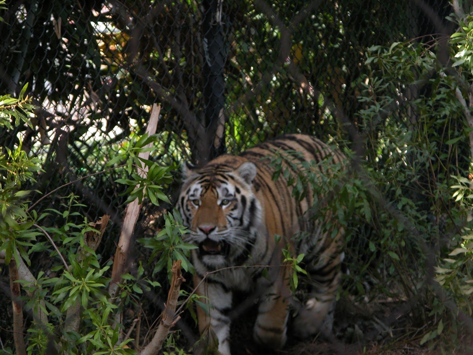 tiger essay in tamil
