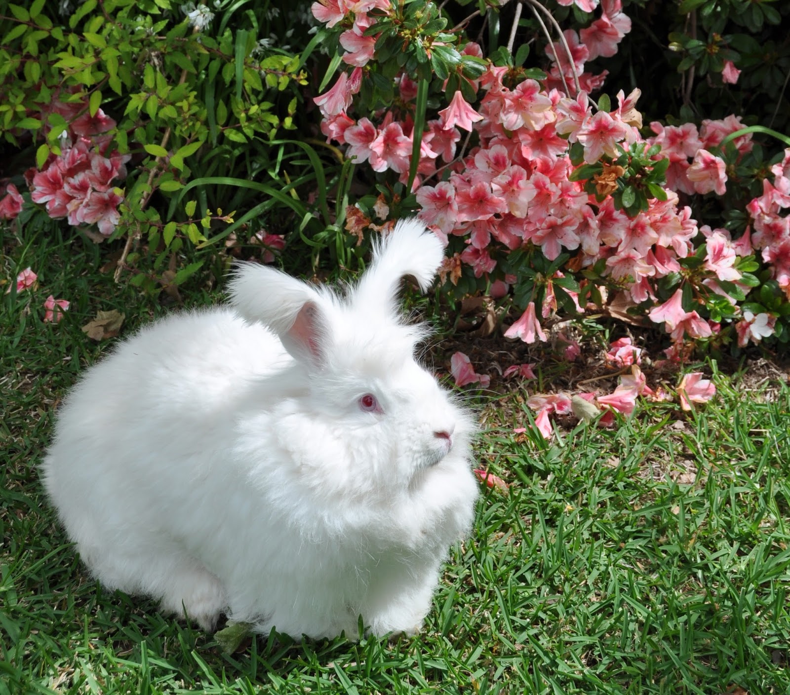wool yielding animals Scribd india