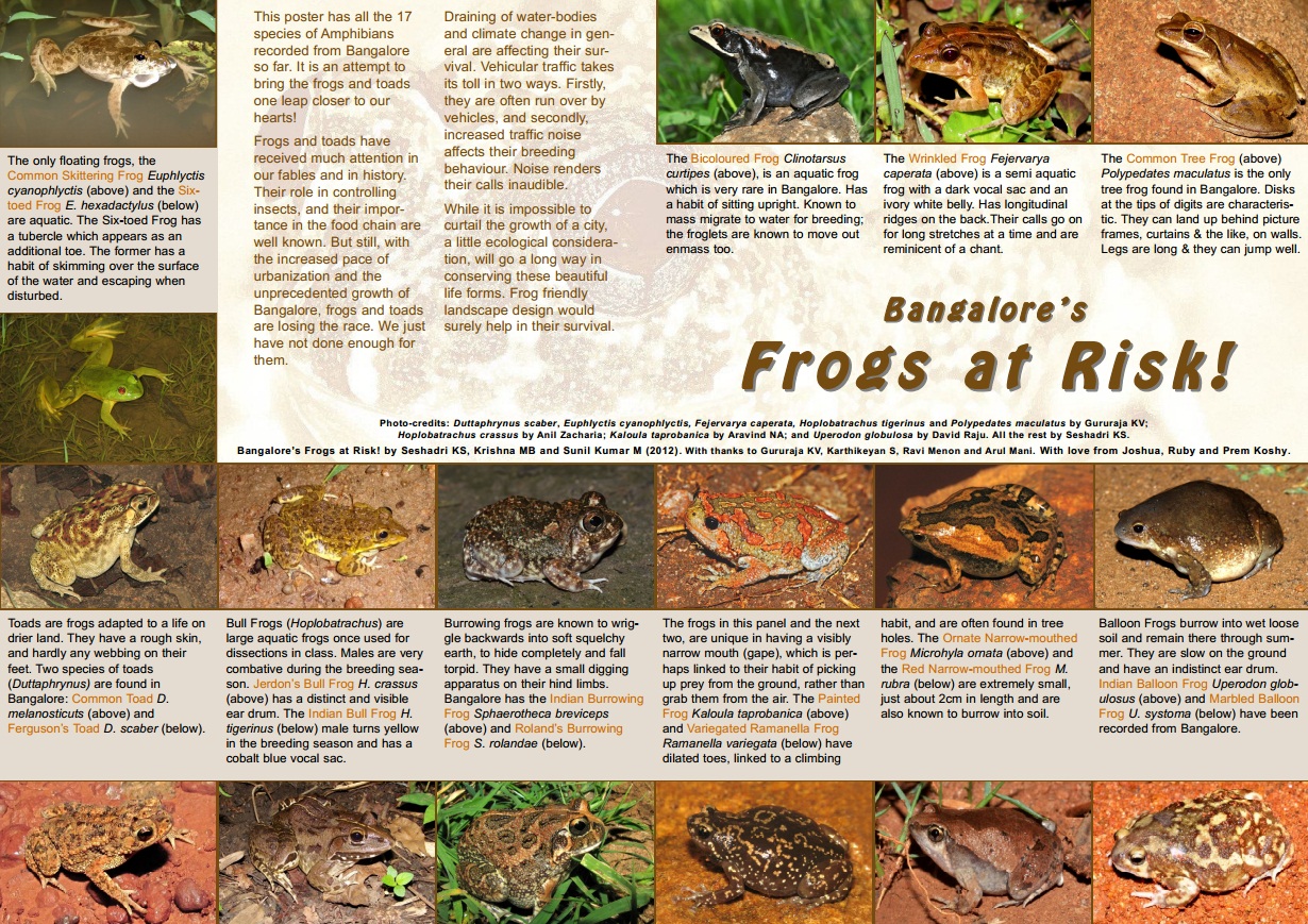 Species New to Science ‘Bangalore’s Frogs at Risk!’