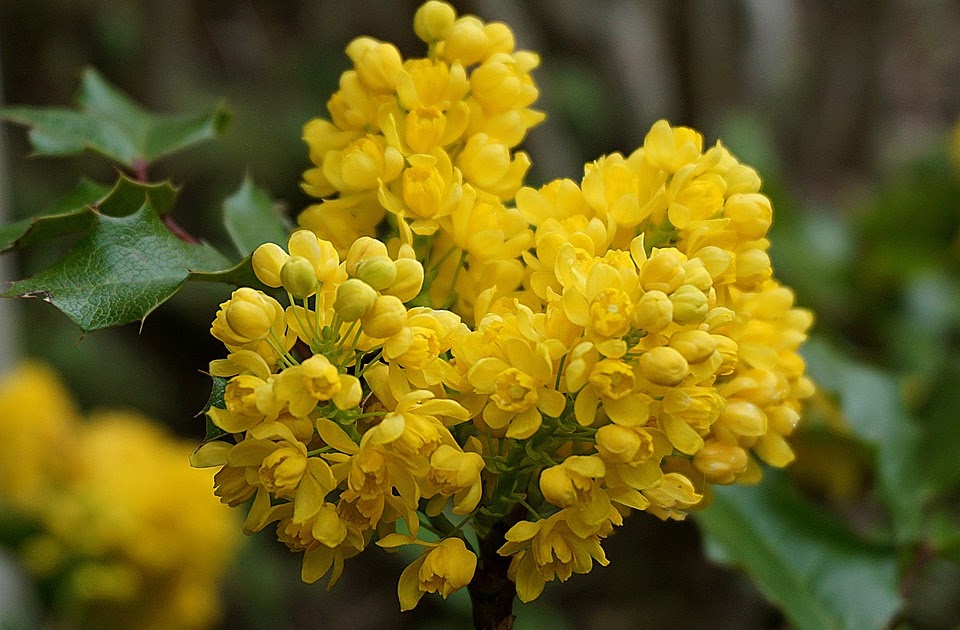 State Flower Coloring Book Oregon Grape Coloring Page