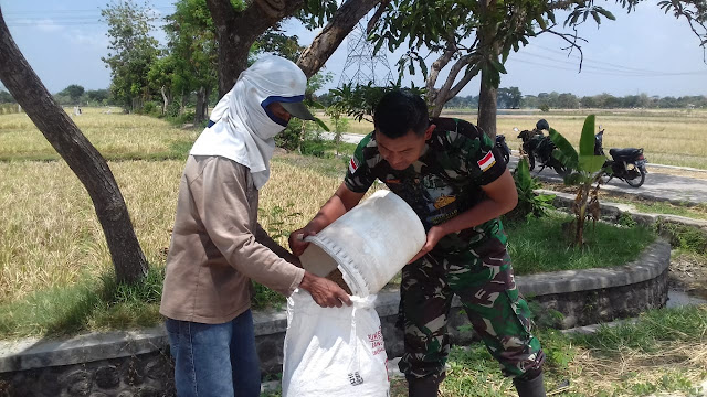 Wujudkan Ketahanan pangan Babinsa Koramil 23 Ceper Berikan Pendampingan Khusus Kepada Petani