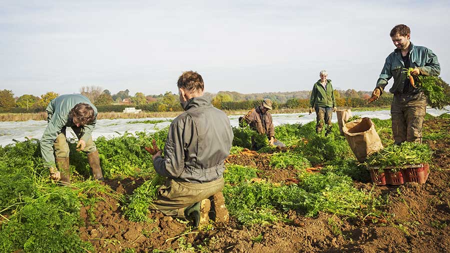 Farm Labourer Needed In Canada APPLY HOLARNS farm-labourer-needed-in-canada-apply-holarns