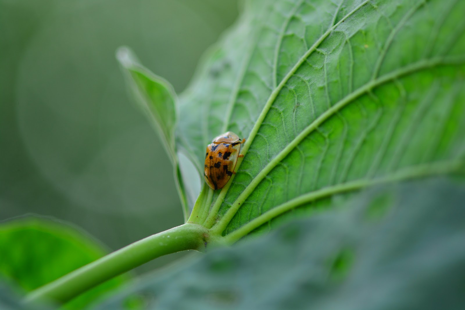 Transparant Tortoise Shell Beetle.