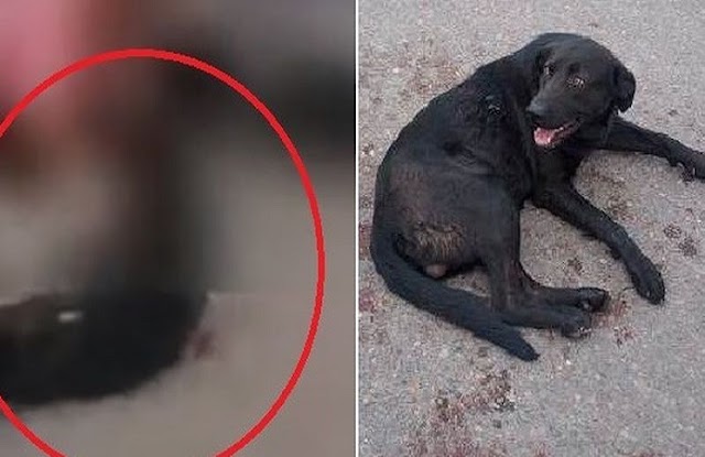 Mujer amarro un perrito a su auto y lo arrastró varias cuadras para “Castigarlo