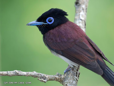 Japanese Paradise Flycatcher - Terpsiphone atrocaudata