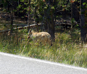 Coyote in Yellowstone National Park in Wyoming Coyote in Yellowstone National Park in Wyoming